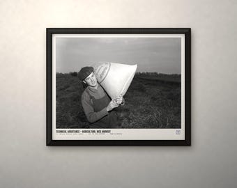 May include: A black and white framed photograph depicting a person in a cap and overalls carrying a large sack in a field. The text at the bottom reads: TECHNICAL ASSISTANCE - AGRICULTURE: RICE HARVEST. U.S. NATIONAL ARCHIVES (LOCAL ID: 306-PS-52-8574).