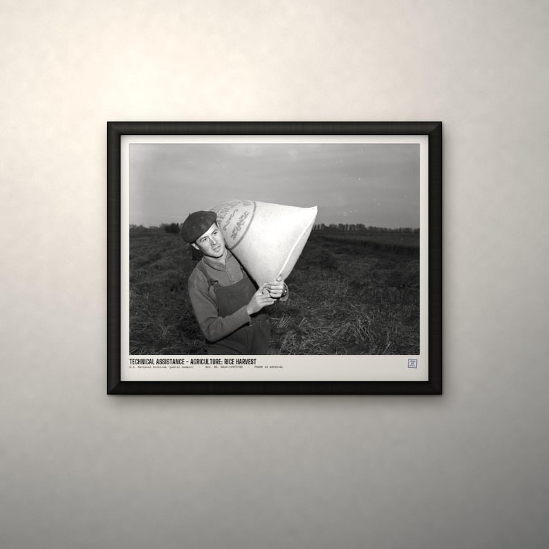 May include: A black and white framed photograph depicting a person in a cap and overalls carrying a large sack in a field. The text at the bottom reads: TECHNICAL ASSISTANCE - AGRICULTURE: RICE HARVEST. U.S. NATIONAL ARCHIVES (LOCAL ID: 306-PS-52-8574).