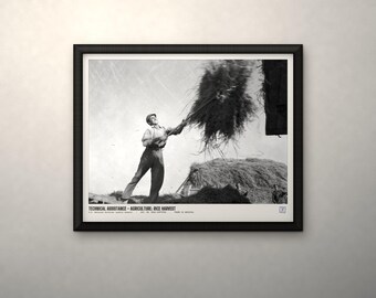 May include: A black and white framed photograph depicting a person tossing a bundle of rice stalks into the air. The print includes the text: TECHNICAL ASSISTANCE - AGRICULTURE: RICE HARVEST. The scene captures a historical agricultural moment.