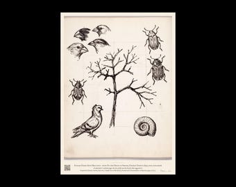 Darwin Tree of Life Print, Endless Forms Most Beautiful, Origin of Species Naturalist Notebook Art, Biology Gift for Scientists