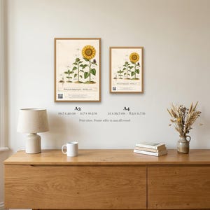 Personalised teacher thank-you print in the style of a coloured botanical engraving: one plant shown in four stages from seed to flower on cream, with Thank you for helping me grow and a line for the class name and year.