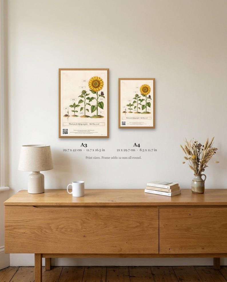 Personalised teacher thank-you print in the style of a coloured botanical engraving: one plant shown in four stages from seed to flower on cream, with Thank you for helping me grow and a line for the class name and year.