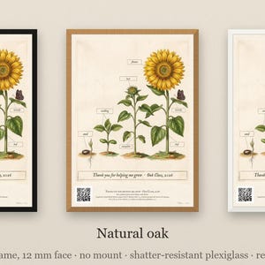 Personalised teacher thank-you print in the style of a coloured botanical engraving: one plant shown in four stages from seed to flower on cream, with Thank you for helping me grow and a line for the class name and year.