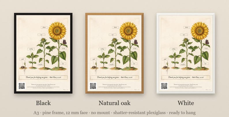 Personalised teacher thank-you print in the style of a coloured botanical engraving: one plant shown in four stages from seed to flower on cream, with Thank you for helping me grow and a line for the class name and year.