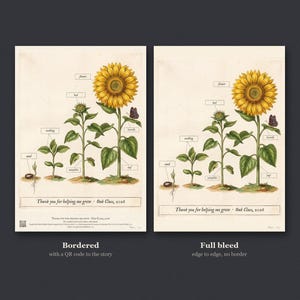 Personalised teacher thank-you print in the style of a coloured botanical engraving: one plant shown in four stages from seed to flower on cream, with Thank you for helping me grow and a line for the class name and year.