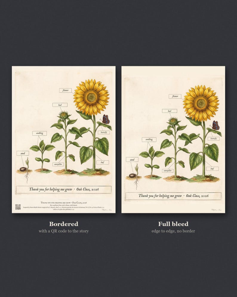 Personalised teacher thank-you print in the style of a coloured botanical engraving: one plant shown in four stages from seed to flower on cream, with Thank you for helping me grow and a line for the class name and year.