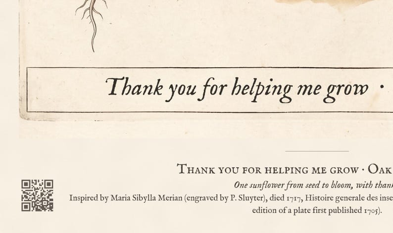 Personalised teacher thank-you print in the style of a coloured botanical engraving: one plant shown in four stages from seed to flower on cream, with Thank you for helping me grow and a line for the class name and year.