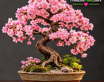 Albero di ciliegio in fiore vivo Bonsai / Pianta di ciliegio giapponese rosa Sakura / Pianta fiorita rara