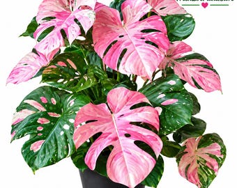 Op de afbeelding: Een Monstera-plant met grote, hartvormige bladeren met een bont patroon van donkergroen, crème en felroze. De plant staat in een effen zwarte pot. De tekst FreshLivePlantsStore is zichtbaar in de rechterbovenhoek.