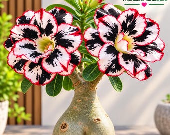 Könnte beinhalten: Eine Adenium obesum Pflanze mit einem dicken, knolligen Caudex und zwei großen, mehrschichtigen Blüten. Die Blütenblätter sind weiß mit markanten schwarzen Flecken und dünnen roten Rändern. Grüne Blätter und eine Knospe sind sichtbar.