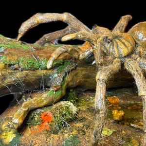 Goliath Birdeater Tarantula Spider Sculpture Diorama, echte schaal