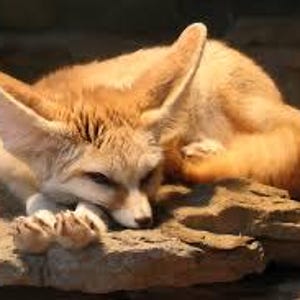 Puede incluir: Primer plano de un zorro fennec durmiendo con grandes orejas y un pelaje marrón rojizo. El zorro está acostado sobre una superficie rocosa.