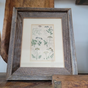 Arte de parede emoldurada com motivos botânicos de 1846/Decoração de primavera/Decoração de fazenda/Estampa de flores vintage/Estampas florais vintage/Arte de parede para cozinha/Madeira recuperada do Reino Unido