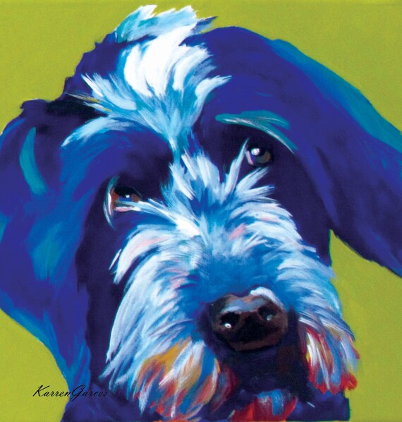 labradoodle wirehaired