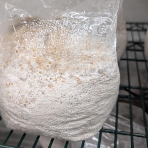 May include: A clear plastic bag filled with a dense, white mycelium substrate containing visible tan grain particles. The bag is sealed at the top and shows condensation droplets on the interior surface, indicating a humid environment for growth.