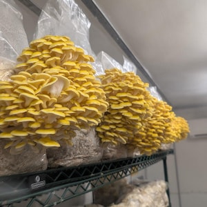 Peut inclure: Des grappes de champignons pleurotes jaune vif poussant dans des sacs en plastique transparent remplis de substrat. Les champignons sont alignés sur une étagère en fil métallique noir, avec la marque Thorinox visible sur le bord avant.