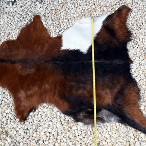 May include: A brown, black, and white cowhide rug with a measuring tape along the side. The rug is approximately 100 inches long.