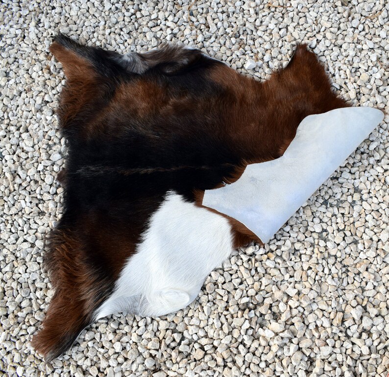 May include: A brown and white cowhide rug with the fur side facing up. The rug is folded in half, revealing the underside of the hide, which is a light blue color.