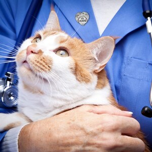 Puede incluir: Un veterinario con una bata azul sostiene un gato blanco y naranja en sus brazos. El gato est&aacute; mirando hacia arriba y el veterinario tiene un pin de coraz&oacute;n plateado en su bata que dice "15 a&ntilde;os".