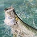 Tarpon Jump Print of Original Oil Painting Etsy