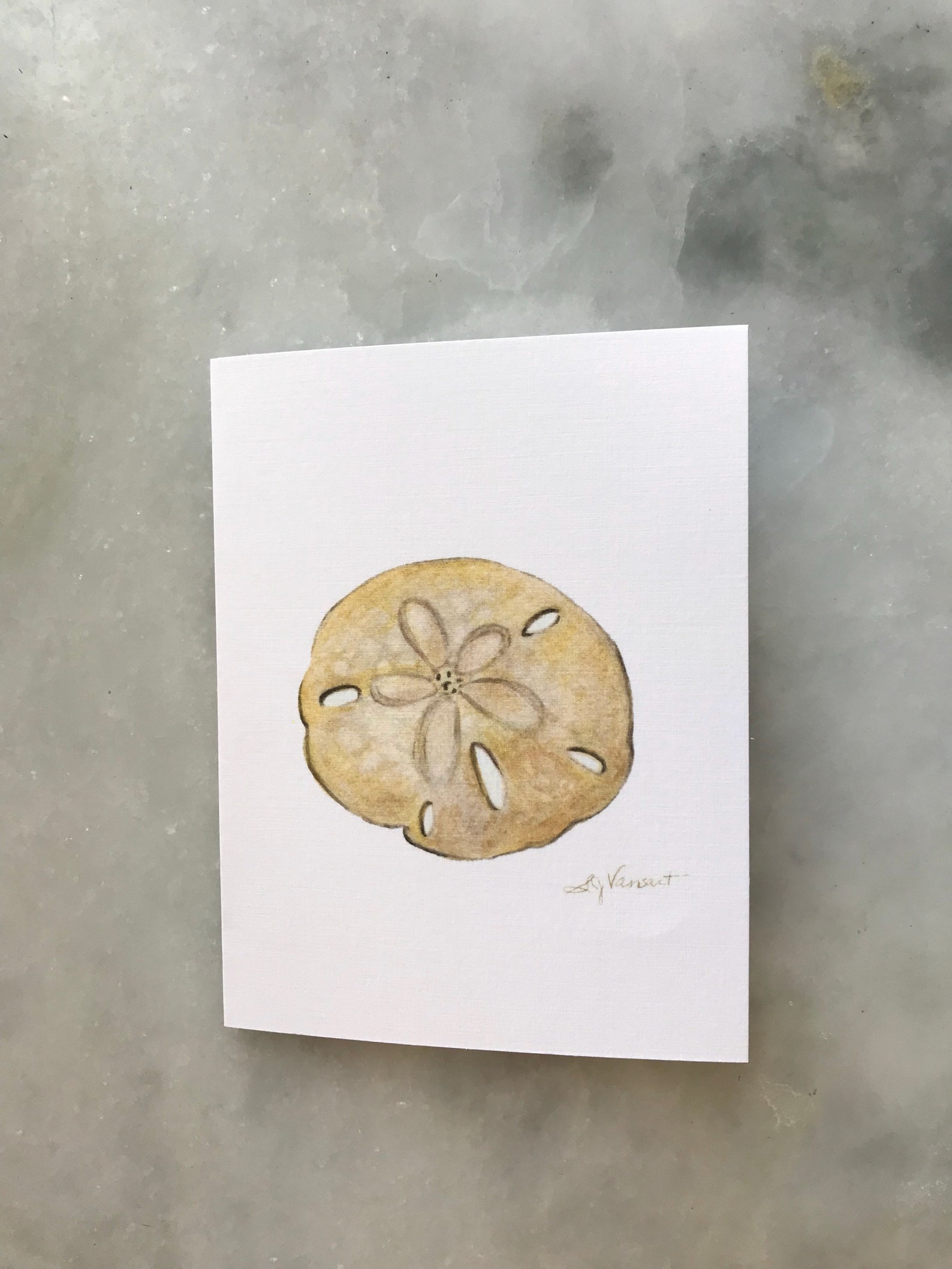 Sand Dollar Greeting Cards Pack of 4 Blank Inside Etsy
