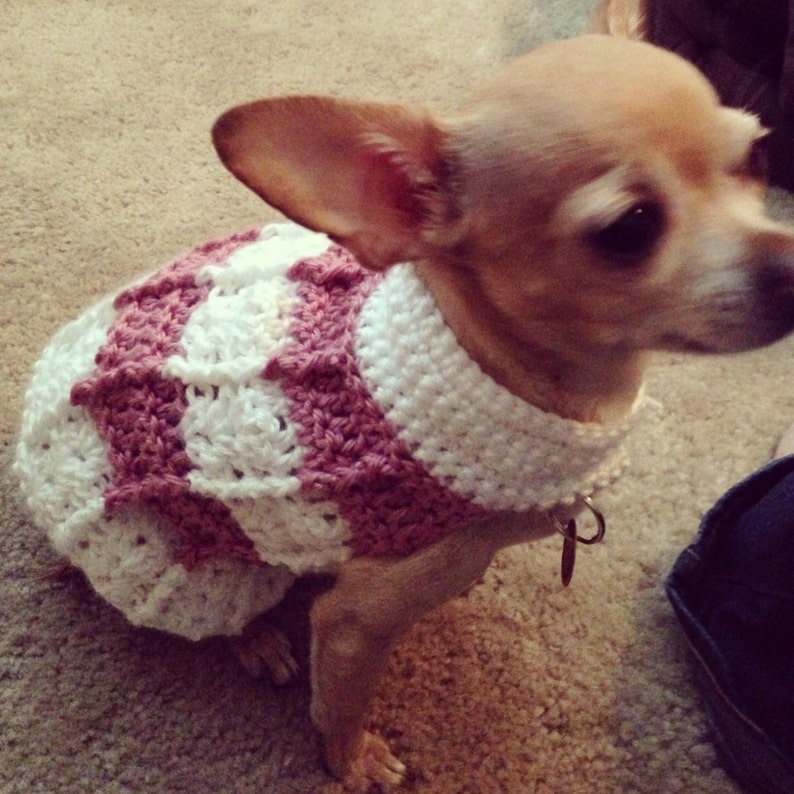 Свитер для собаки спицами чихуахуа. Как связать свитер для чихуахуа спицами. Свитер для чихуахуа спицами. Вязаная одежда для чихуахуа. Свитер для той терьера.