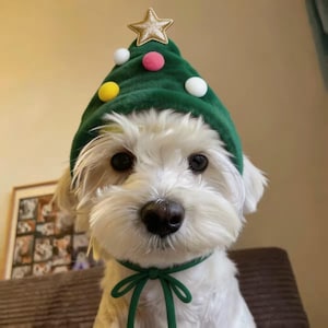 Pode incluir: Um pequeno cão branco usa um chapéu cónico de peluche verde que se assemelha a uma árvore de Natal. O chapéu é rematado com uma estrela dourada e decorado com pequenos pompons coloridos em branco, rosa e amarelo, com uma fita verde.