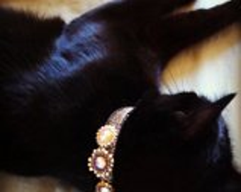 Könnte beinhalten: Eine schwarze Katze mit einem dekorativen Halsband mit drei großen, verzierten, kreisförmigen Verzierungen. Die Verzierungen haben eine goldfarbene Fassung und weisen einen zentralen Stein auf, der von kleineren Steinen umgeben ist. Die Katze liegt.