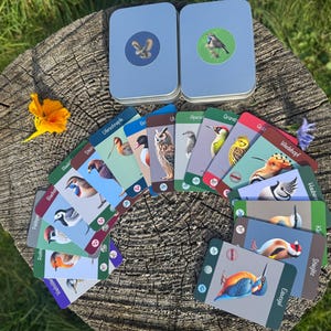 Könnte beinhalten: Eine Sammlung rechteckiger Spielkarten mit farbenfrohen Illustrationen verschiedener Vogelarten, die fächerförmig angeordnet sind. Zwei rechteckige silberne Metalldosen mit runden Vogelaufklebern auf den Deckeln befinden sich oberhalb der Karten.