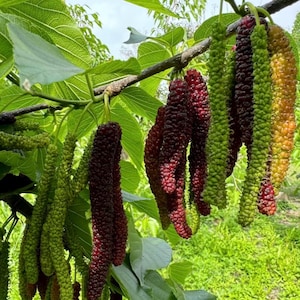 May include: A cluster of long, cylindrical mulberries hanging from a tree branch. The fruit displays a gradient of colors, ranging from bright green and yellow to deep red and dark purple, surrounded by large, serrated green leaves.