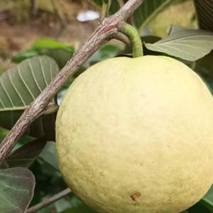 May include: A round, pale yellow guava fruit hanging from a thin, woody branch. The fruit has a smooth, slightly textured skin and is attached to the stem by a short, green stalk. Several dark green leaves with visible veins surround it.