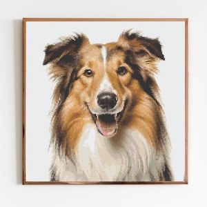 May include: A close-up portrait of a brown and white Collie dog with a happy expression. The dog has long, fluffy fur and is looking directly at the camera.