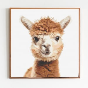 Könnte beinhalten: Nahaufnahme eines braunen und weißen Alpakas mit einem flauschigen Fell. Das Alpaka schaut direkt in die Kamera mit einem freundlichen Ausdruck.