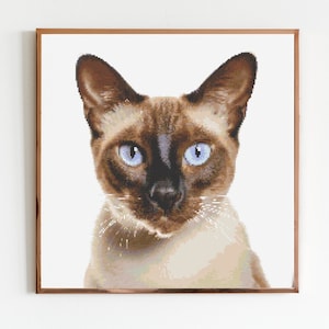 May include: A close-up portrait of a Siamese cat with blue eyes. The cat has a light brown and cream colored coat. The cat is looking directly at the camera.