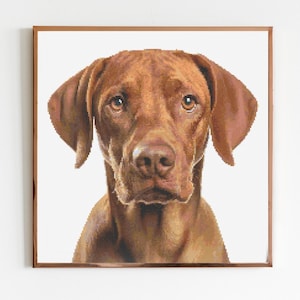 May include: A close-up portrait of a brown dog with floppy ears. The dog is looking directly at the camera with a serious expression.