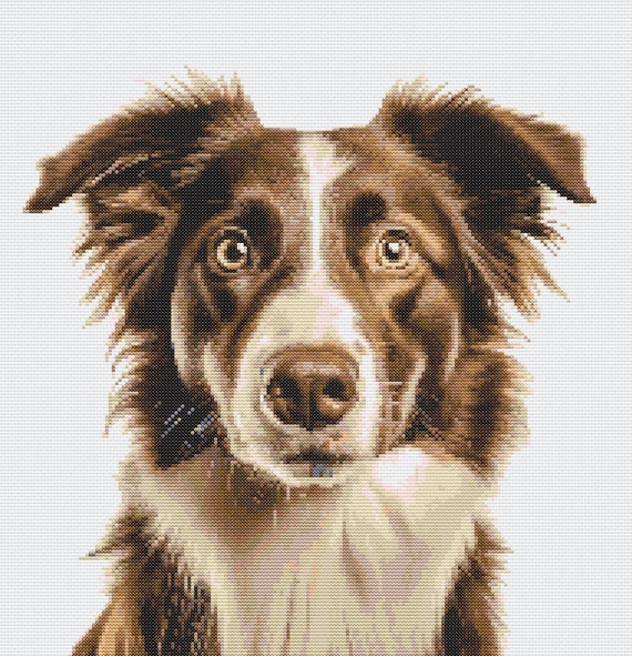 Why Do Border Collies Have a White Stripe: Surprising Facts Revealed