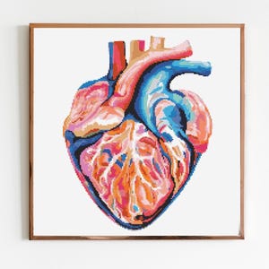 May include: A colorful anatomical illustration of a human heart. The heart is depicted in shades of pink, red, blue, and orange, with intricate details of the chambers and vessels.