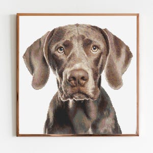 Może przedstawiać: Brązowy i biały krótkowłosy wskaźnik niemiecki z poważnym wyrazem twarzy patrzący bezpośrednio w kamerę.