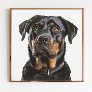 Puede incluir: Un retrato de cerca de un perro Rottweiler con pelaje marrón y negro. El perro está mirando directamente a la cámara con una expresión seria.