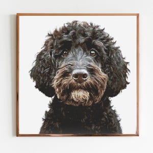 May include: A black and brown curly-haired dog with a serious expression. The dog is looking directly at the camera.