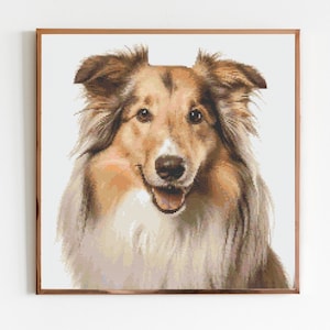 May include: A close-up portrait of a brown and white Collie dog with a happy expression. The dog has long, fluffy fur and is looking directly at the camera.