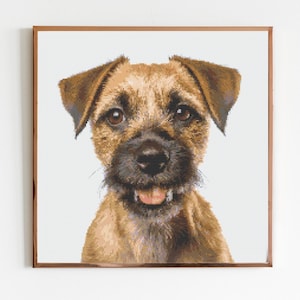 Könnte beinhalten: Ein brauner und lohfarbener Border Terrier vor weißem Hintergrund. Der Hund schaut direkt in die Kamera, mit leicht geöffnetem Maul und zeigt seine Zunge.