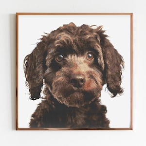 Könnte beinhalten: Ein brauner und weißer Welpe mit lockigem Fell schaut direkt in die Kamera. Der Welpe ist in einem braunen Holzrahmen gerahmt.