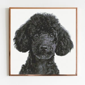 May include: A framed print of a black poodle's face, set against a white background. The dog has a dense, curly coat and a focused expression. The frame is a warm brown colour, adding a classic touch to the artwork.