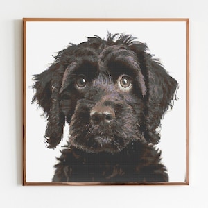 Puede incluir: Un retrato de cerca de un cachorro negro con pelo rizado. El cachorro tiene grandes ojos marrones y una expresión dulce.