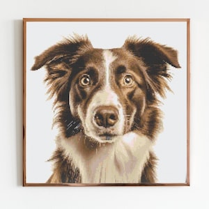 May include: A brown and white border collie dog with a white patch on its chest looks directly at the camera with a curious expression.