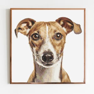 Könnte beinhalten: Ein Nahaufnahmeporträt eines braunen und weißen Hundes mit großen, dunklen Augen. Der Hund schaut direkt in die Kamera mit einem neugierigen Ausdruck.