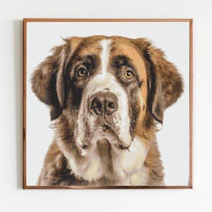 May include: A close-up portrait of a Saint Bernard dog with brown, white, and black fur. The dog has a gentle expression and is looking directly at the camera.