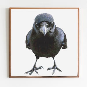 May include: A black crow with a dark gray beak is looking directly at the camera. The crow is standing on a white background.