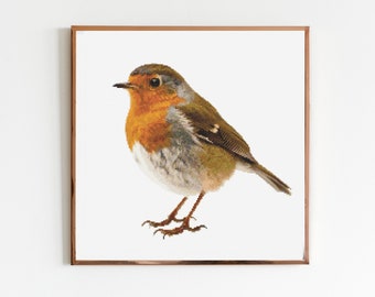 May include: A close-up of a small, brown, orange, and gray robin perched on a white background. The robin has a bright orange breast and a small, pointed beak.